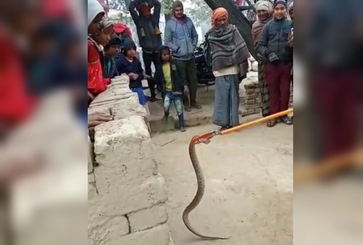 Russell viper snake found in Uruwa Gorakhpur