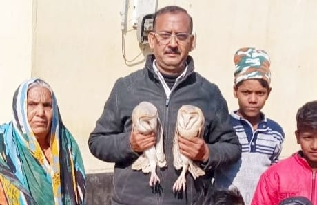 Rare species of barn owl found