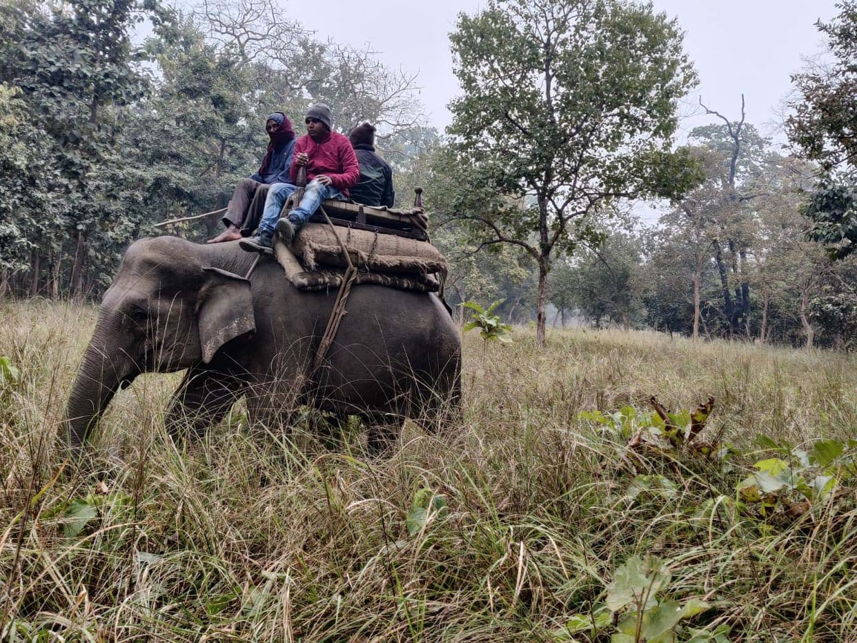 Wild Animals