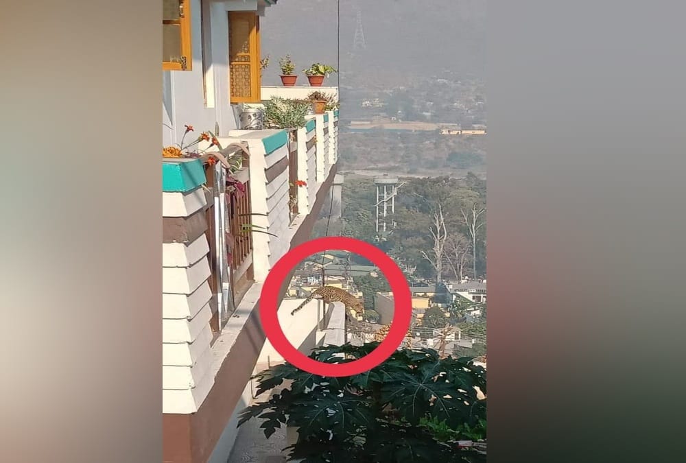 Uttarakhand Srinagar News: Leopard Enters in House In Morning and Attack on Child