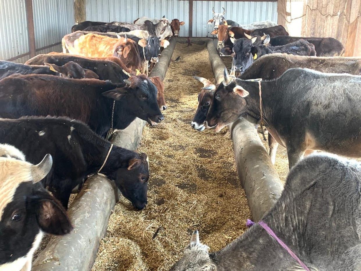 The arrangements of cowsheds are bad, the cow dynasty is shivering in the cold
