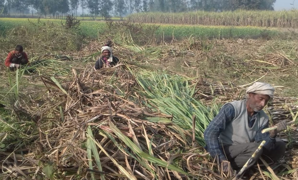 Freezing winds increased the trouble for sugarcane farmers