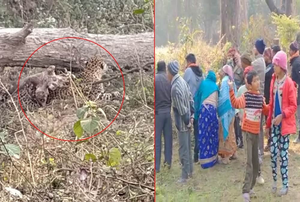 Uttarakhand Latest News: Leopard Stuck in Thorn wire in Tanakpur and public Crowd to see Rescue