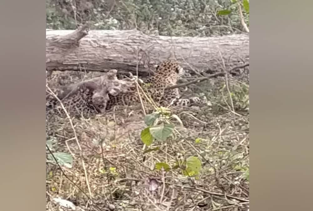 Uttarakhand Latest News: Leopard Stuck in Thorn wire in Tanakpur and public Crowd to see Rescue