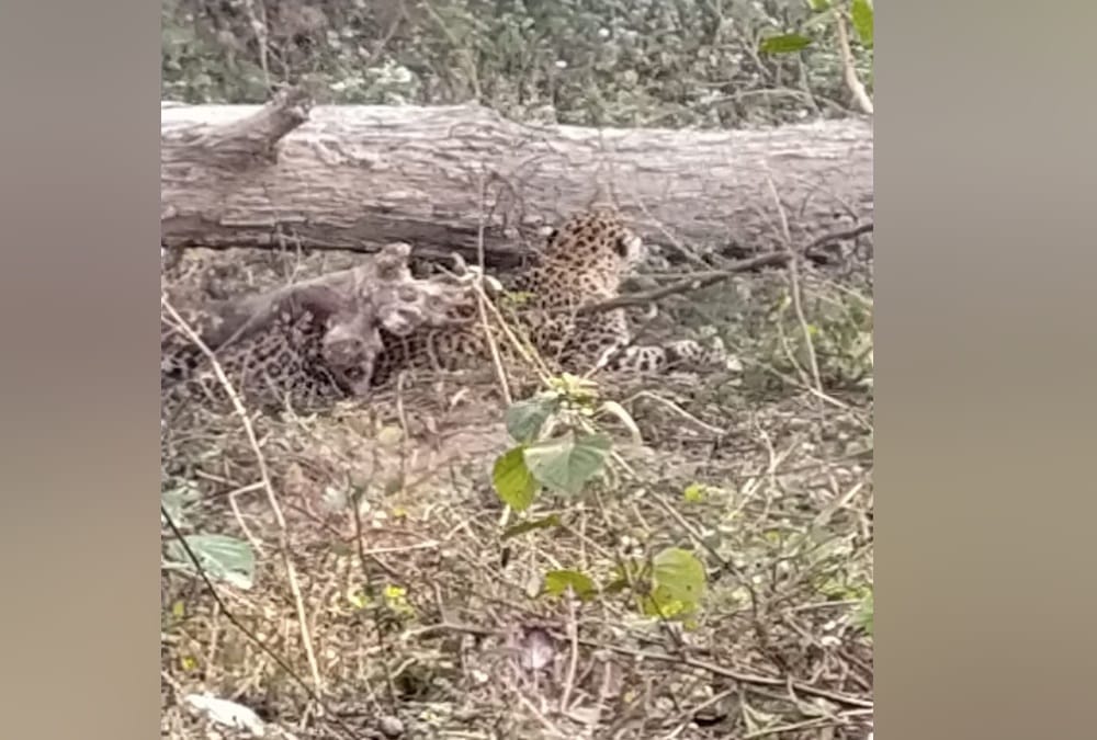 Uttarakhand Latest News: Leopard Stuck in Thorn wire in Tanakpur and public Crowd to see Rescue