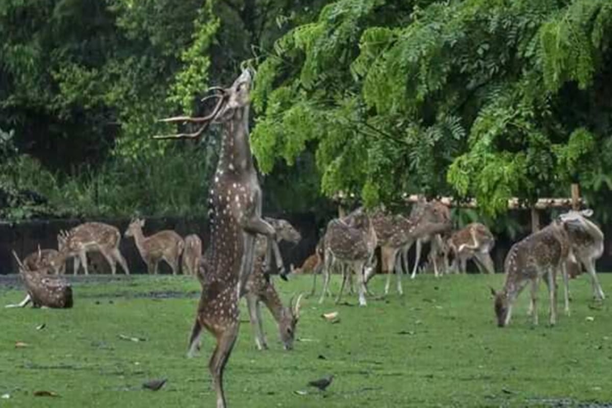 reliance industries limited will build worlds largest zoo in jamnagar it is dream project of anant ambani 