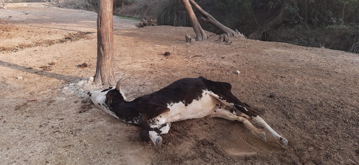 cow