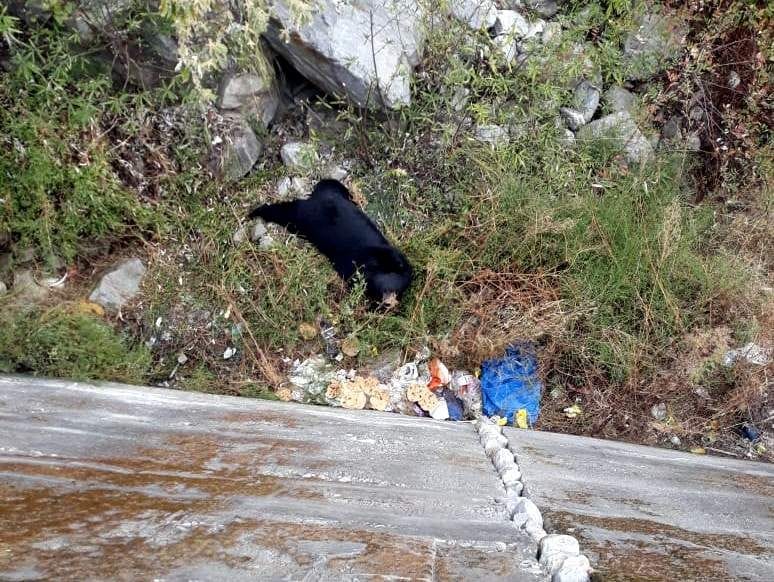 Wounded bear reached near gurudwara, driven towards forest