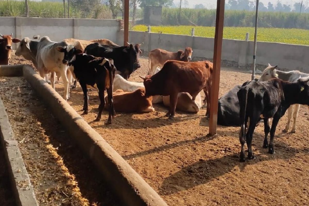 UP: 34957 cattle died in cow shelters