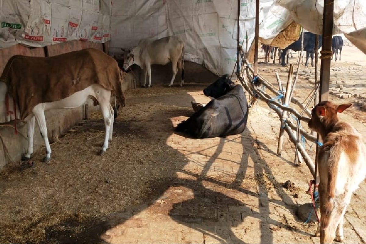 UP: arrangements of cowsheds are bad in UP, Govansh is shivering in the cold in Shamli
