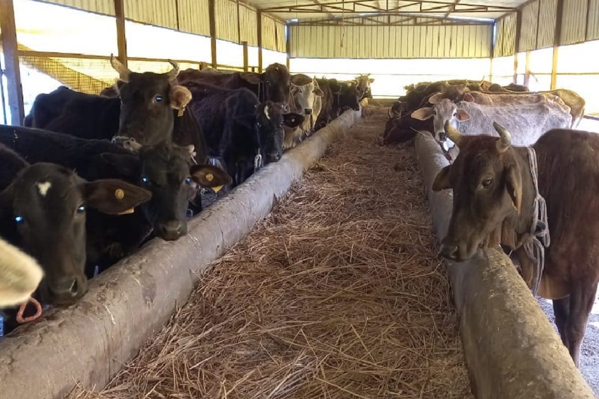 Build a cowshed, the government will give thirty acres of land and four thousand cows