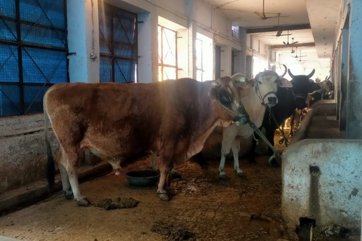 UP: arrangements of cowsheds are bad in UP, Govansh is shivering in the cold in Shamli