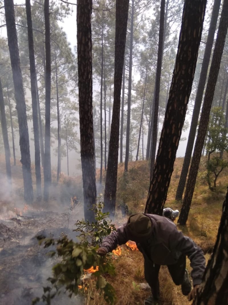 uttarakhand wildfire news: from two days forest burn in kedarnath forest range