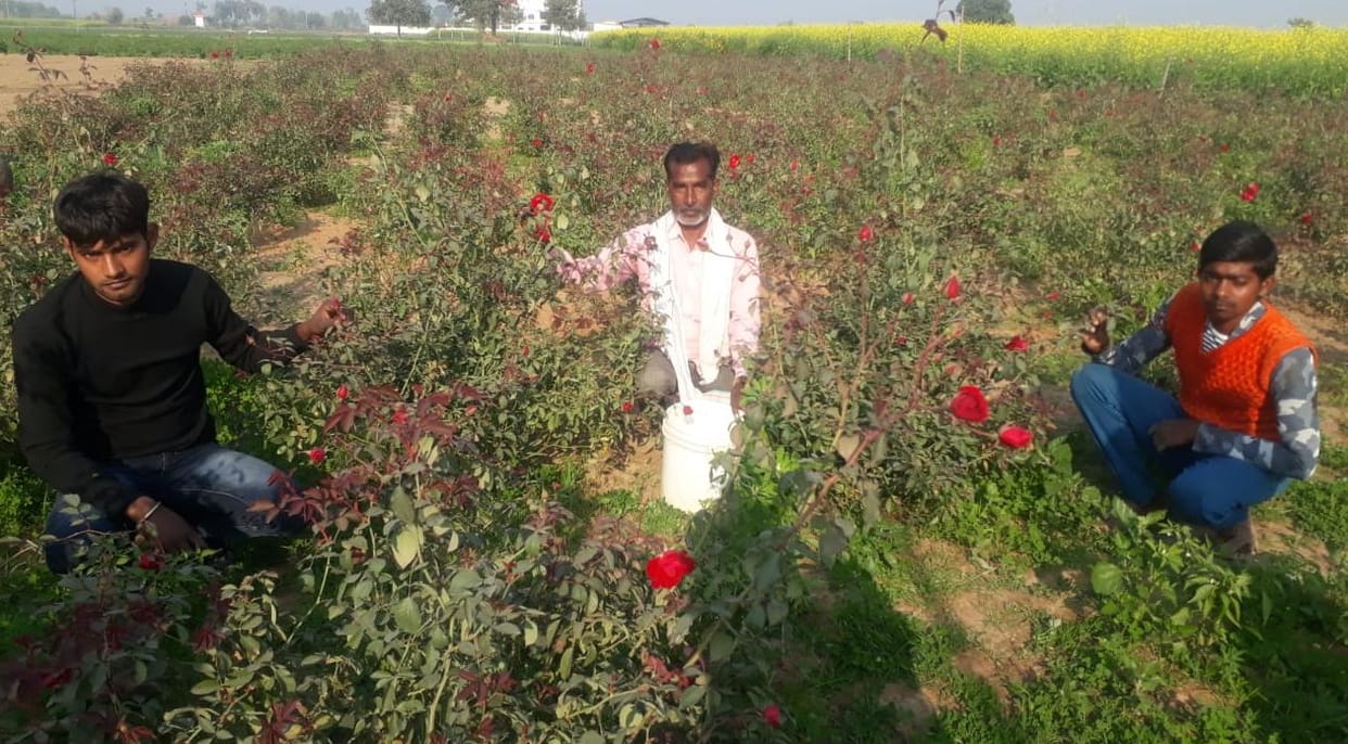 gulab kisan