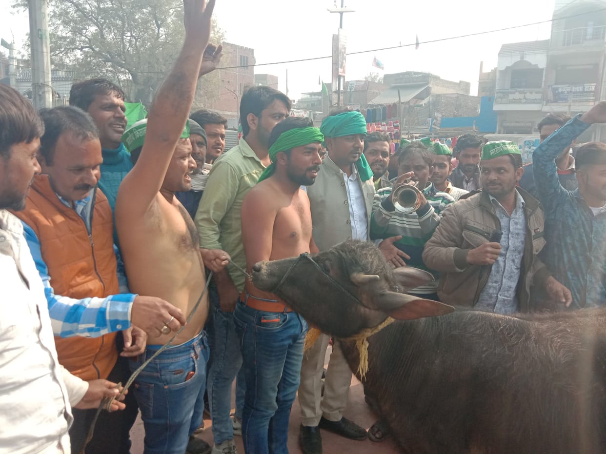 ardhanagn hokar bhains ke aage kisaanon ne bajaaya baaja