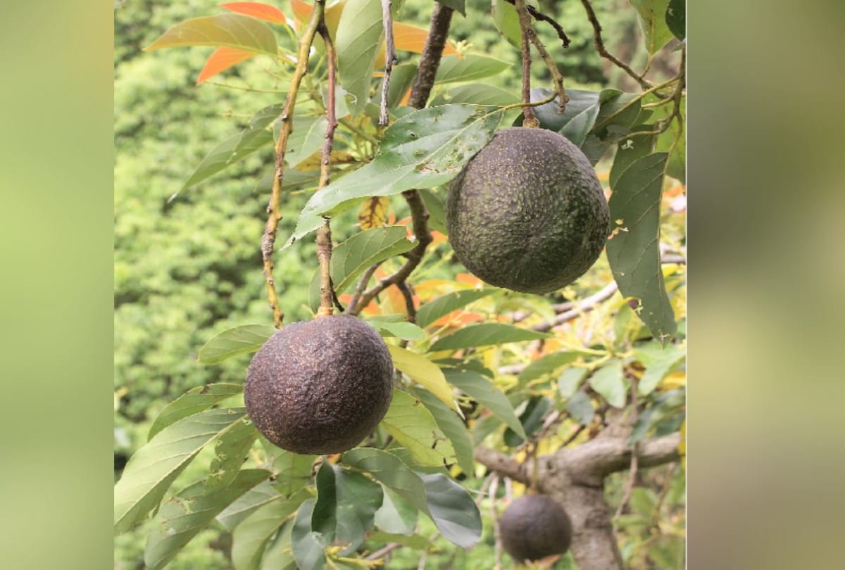 Avocado fruit will stop cancer and increasing weight; Trial starts in Una