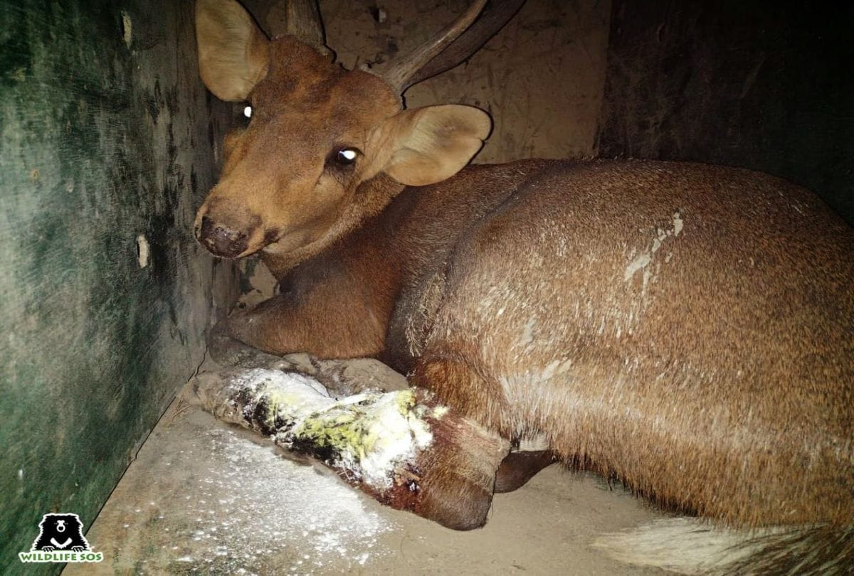 Indian Hog Deer Injured In Attack Of Dogs