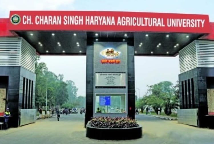 Haryana Agricultural University developed new variety of peas