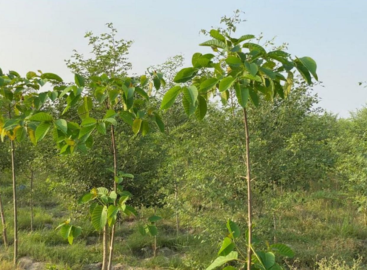 save environment