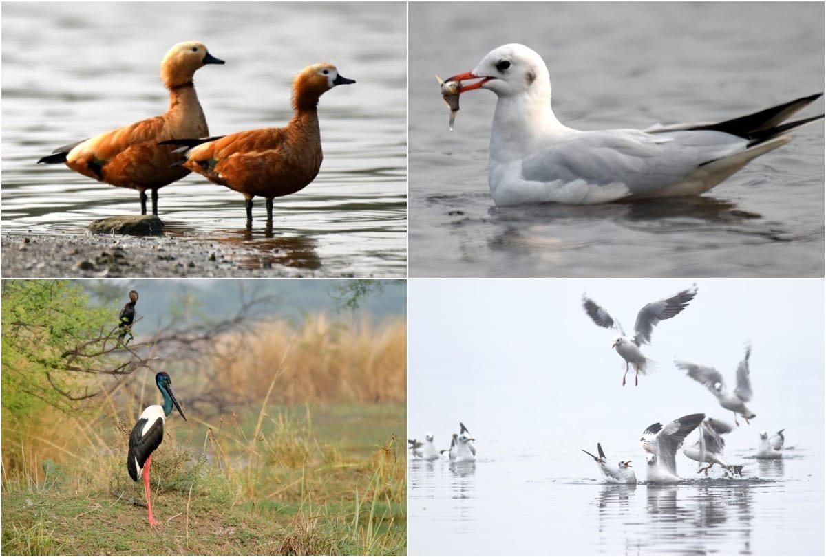 number of birds is less in soor sarovar bird sanctuary agra