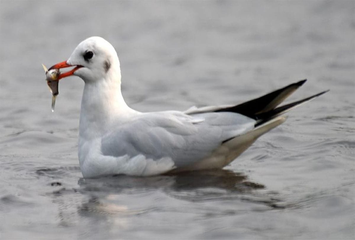number of birds is less in soor sarovar bird sanctuary agra