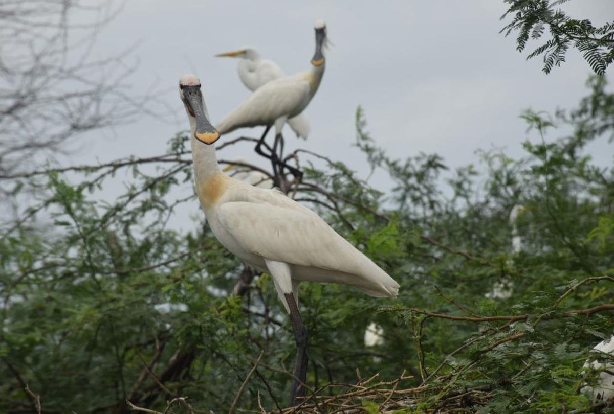 number of birds is less in soor sarovar bird sanctuary agra