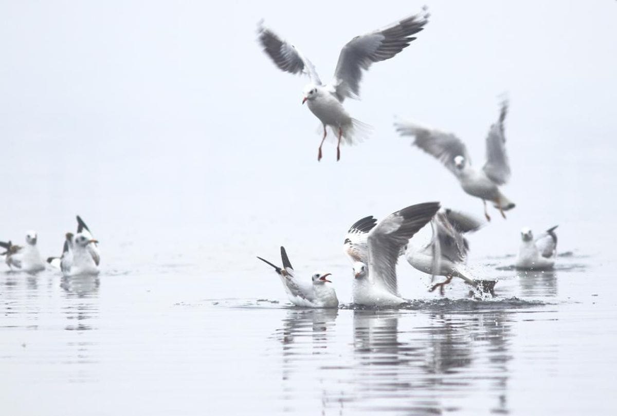 number of birds is less in soor sarovar bird sanctuary agra