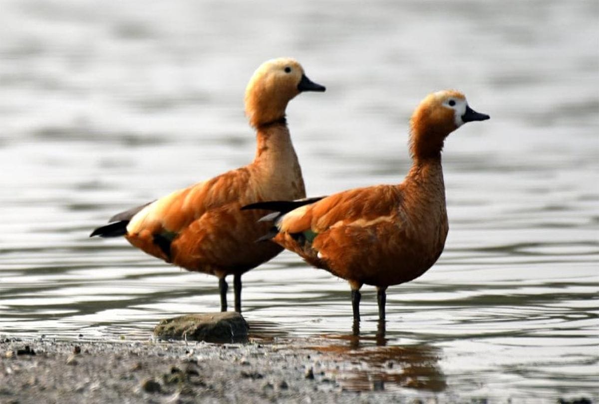 urbanization has changed the habits of birds migratory birds are avoiding cities