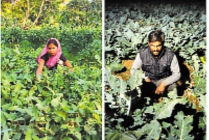 Kisan Diwas: Youth taking agriculture as a career in Lucknow.