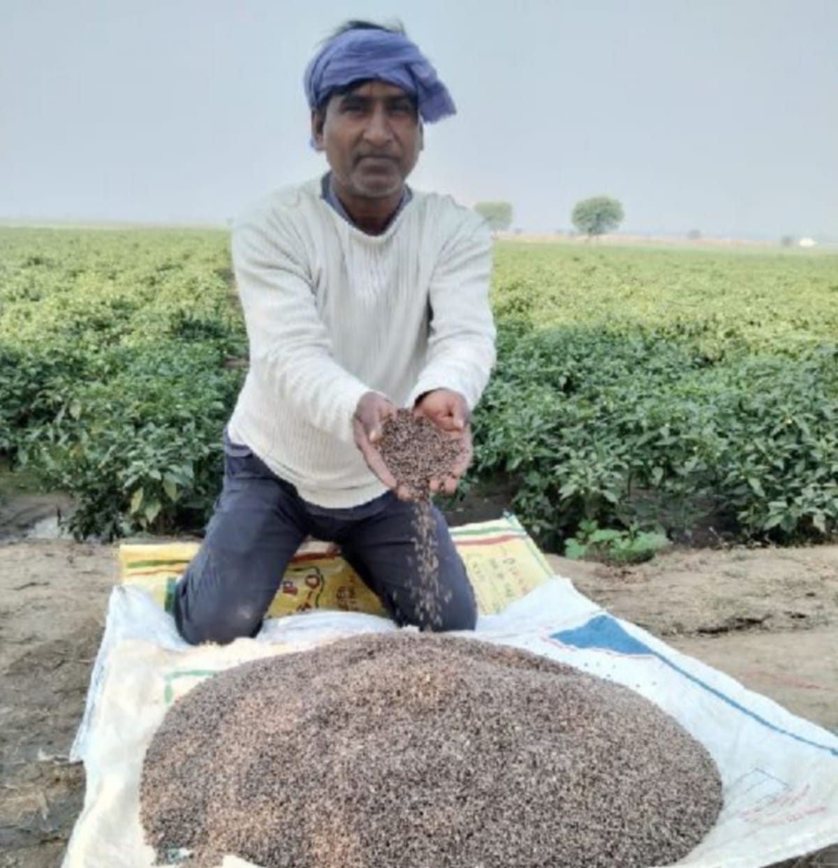Banaras farmers will cultivate farming black wheat on assurance of pm modi