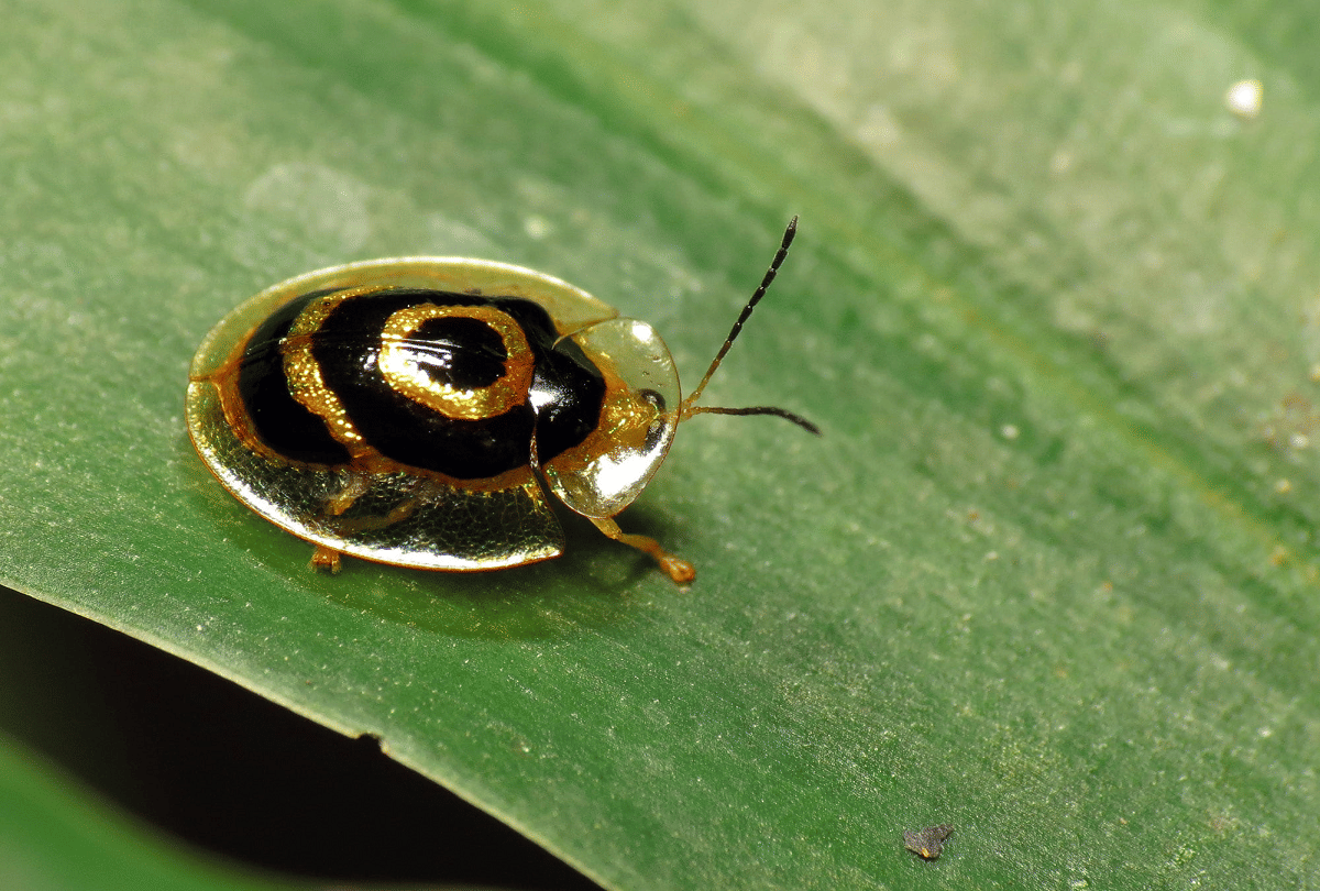 5 creatures that change color like a chameleon know why do this