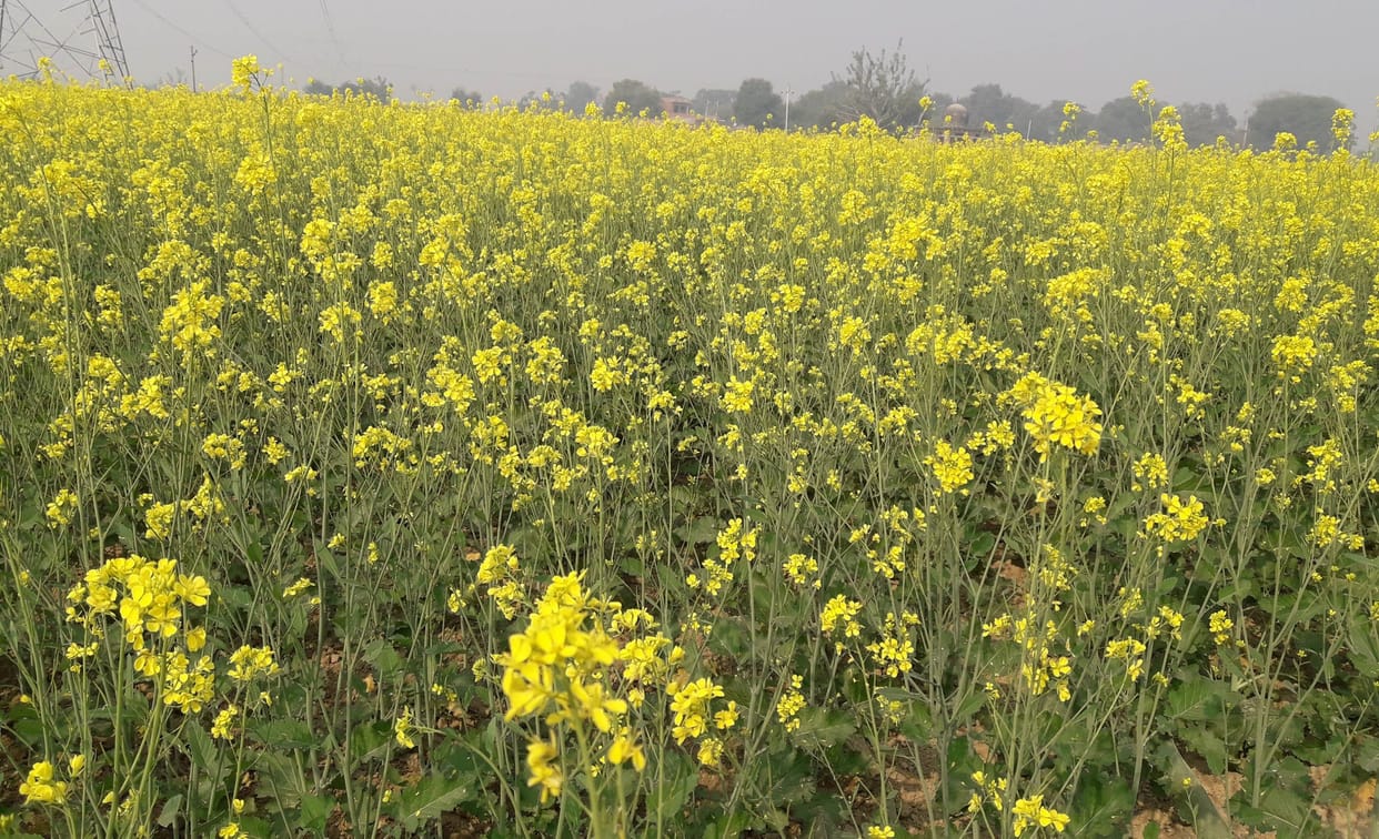 kohare se kharaab hone lageen phasalen