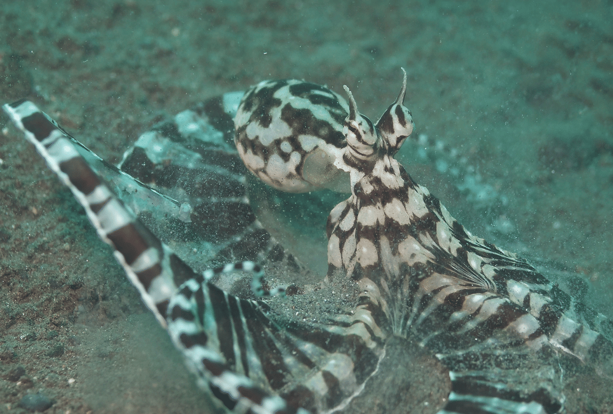 5 creatures that change color like a chameleon know why do this