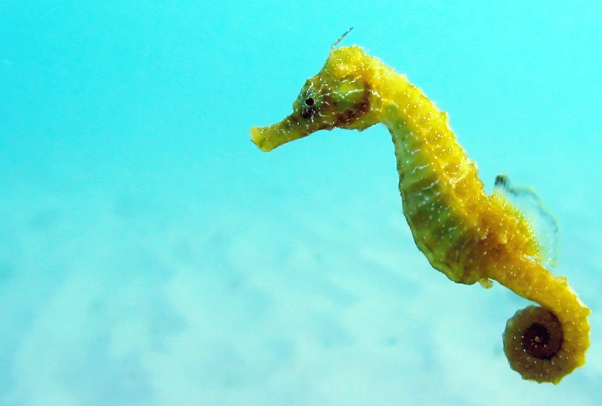 5 creatures that change color like a chameleon know why do this