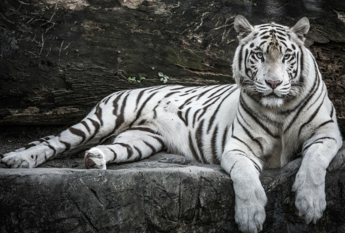 Another tiger died in Mukundpur White Tiger Safari in chitrakoot