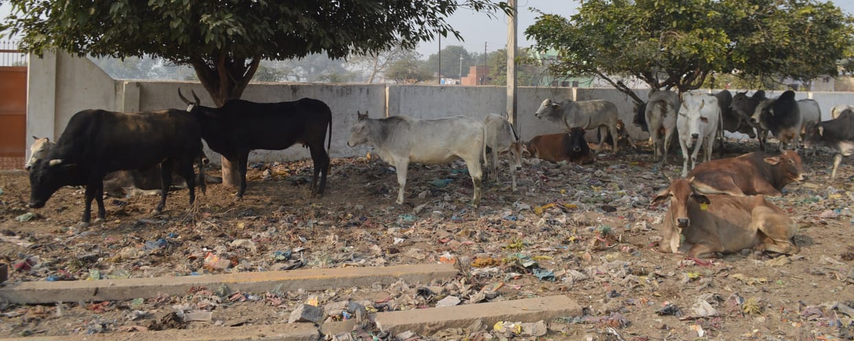 bull attacking on people