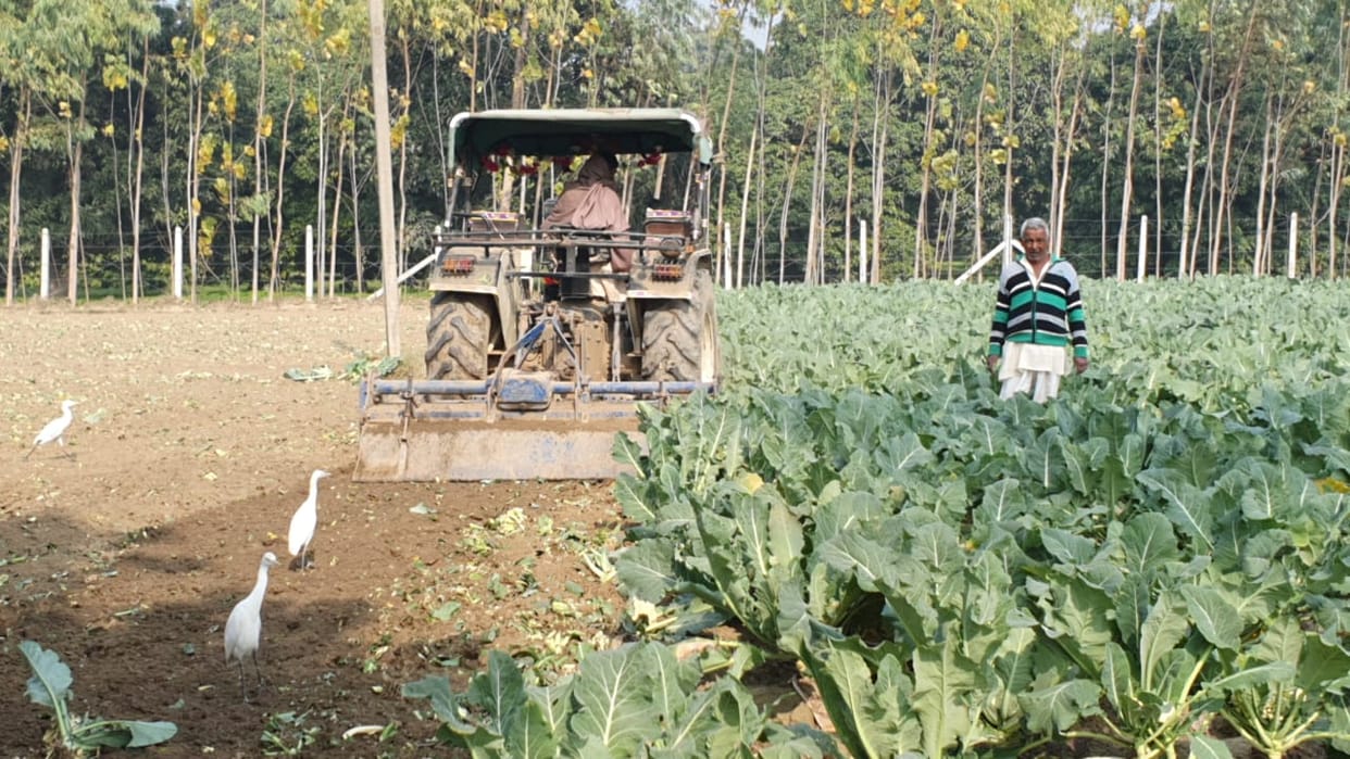 Cabbage not sold online, farmer plowed crop