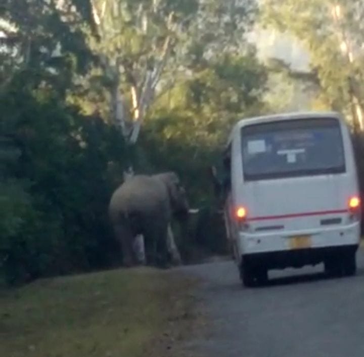 Elephant came in front of a bus, bears seen in central colony