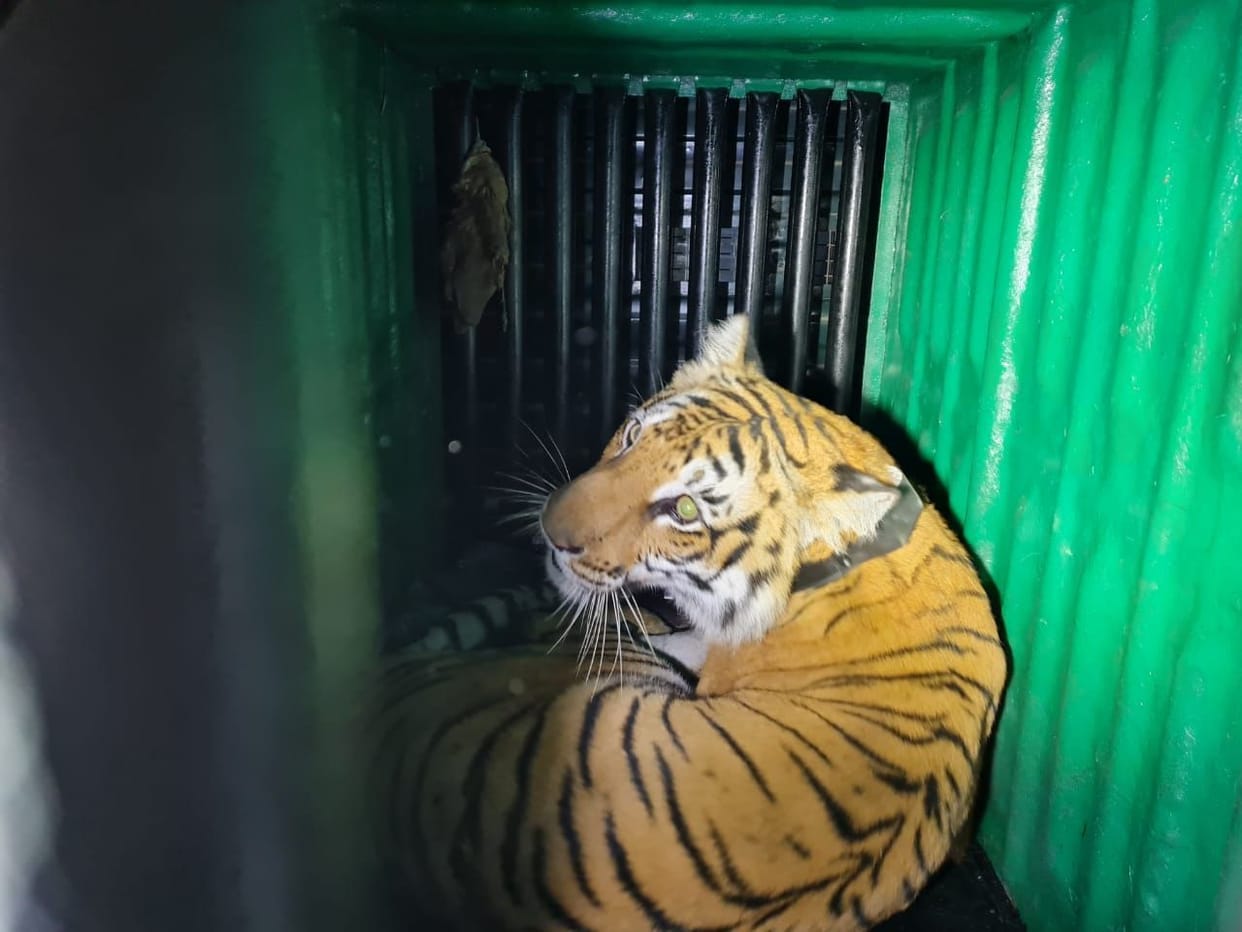 One tigress caught to send to Rajaji Park, three tigers and two tigers to be sent from Corbett