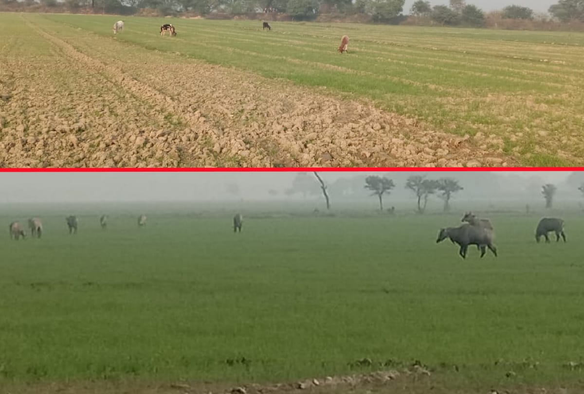 farmers stressed by wild animals for Waste crop in gorakhpur