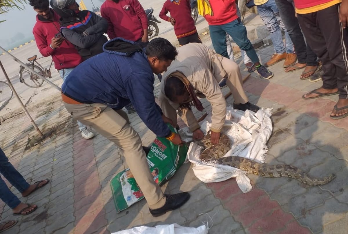 python injury in road accident at Gorakhpur