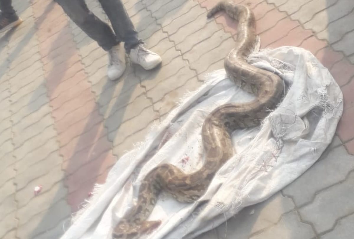 python injury in road accident at Gorakhpur