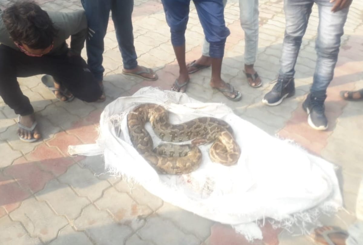 python injury in road accident at Gorakhpur