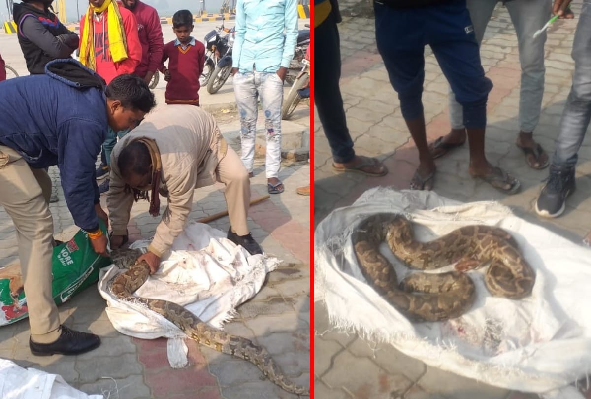 python injury in road accident at Gorakhpur