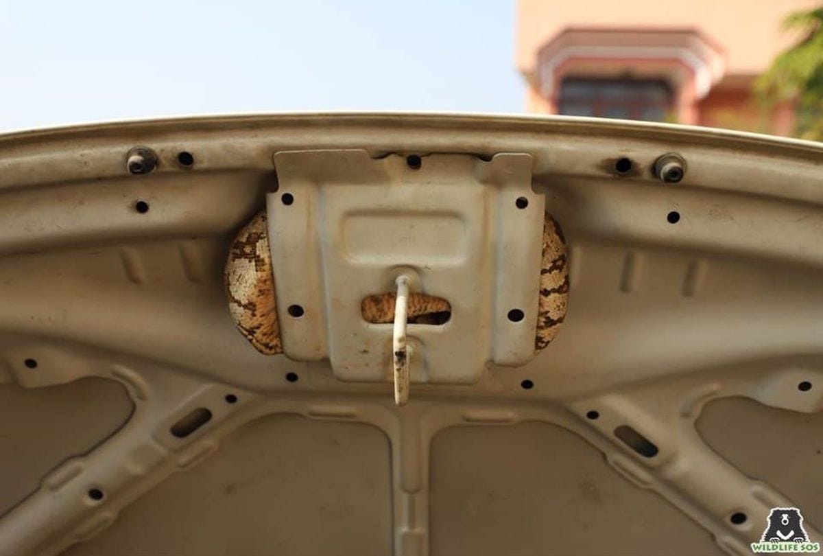 Indian Rock Python In Car Rescue By Wildlife Sos Team