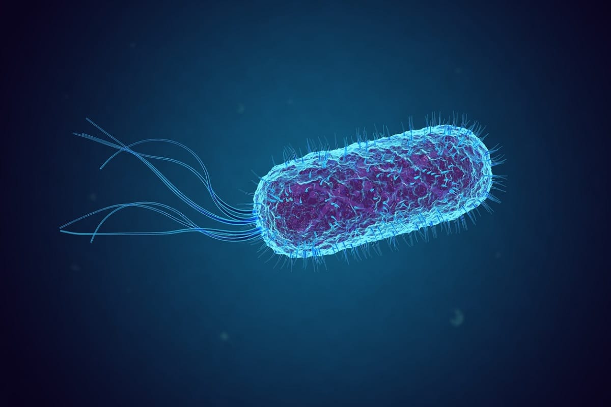 at least 8 cases of Shigella disease found in Kerala