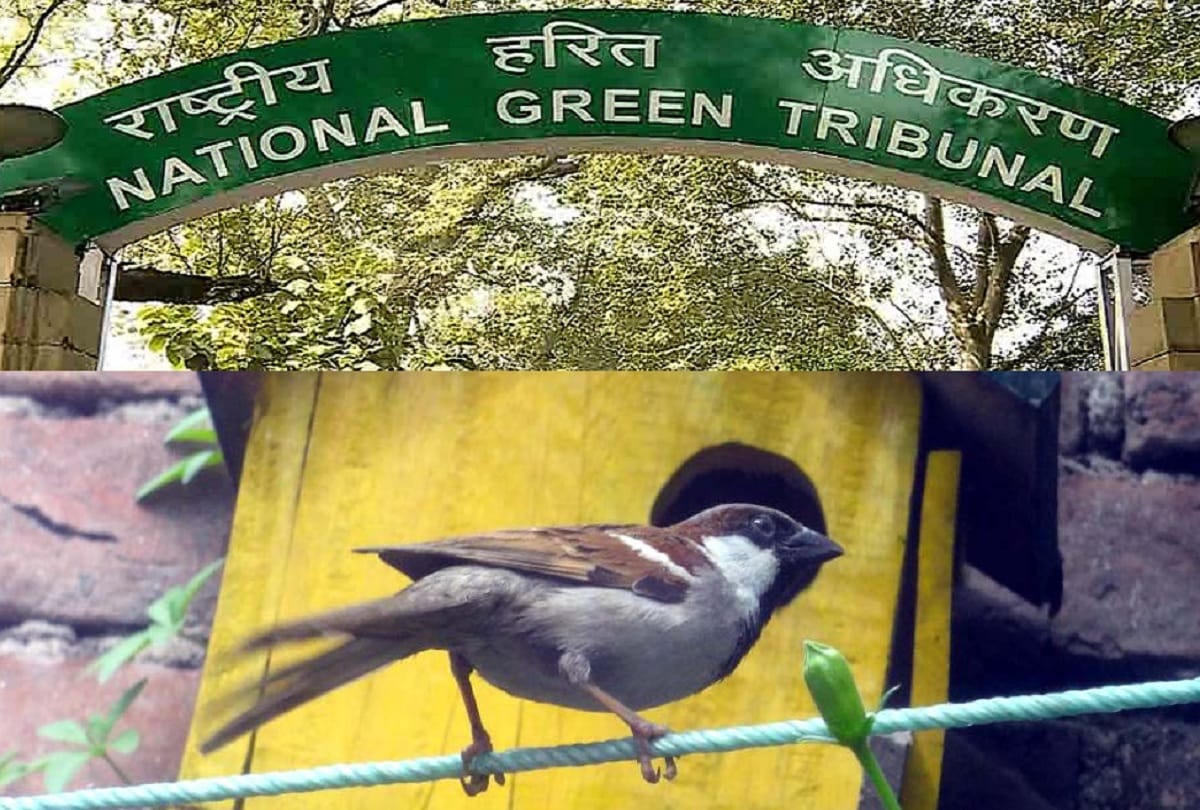NGT is angry with the death of birds due to wire grip