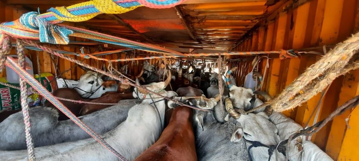 Container caught with cattle, driver arrested