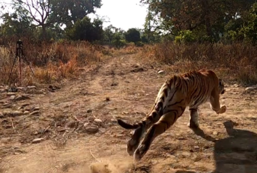 Haridwar: Rajaji Tiger Reserve Motichur range closed for tourists
