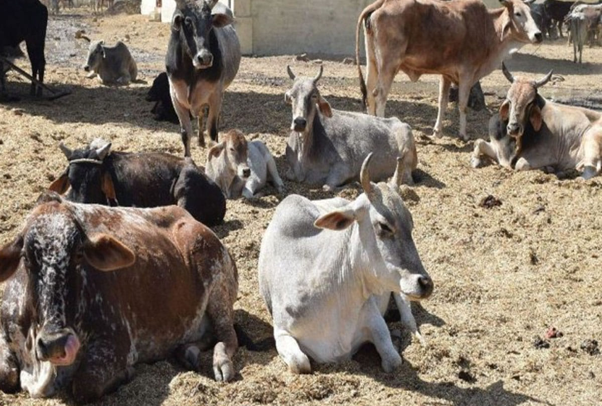 Five govansh died in two days in auraiya